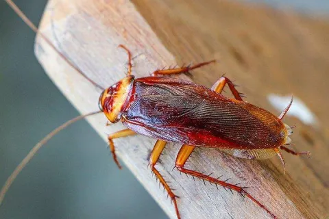 an american cockroach crawling on a board