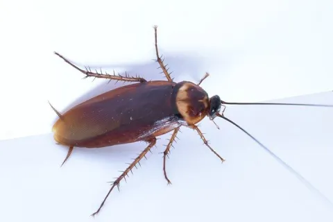 american cockroach