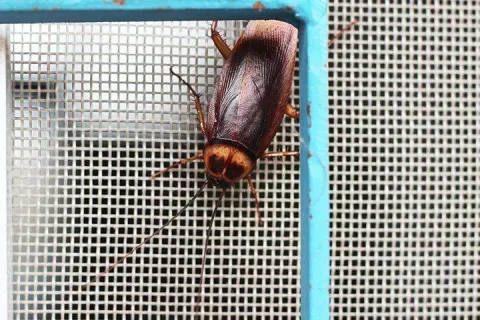 cockroach on a window screen