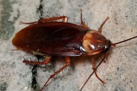 american-cockroach-on-home-foundation (1)