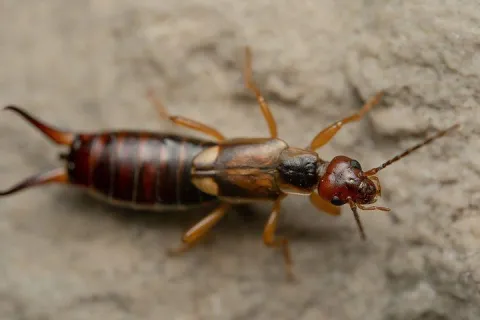 an earwig crawling 
