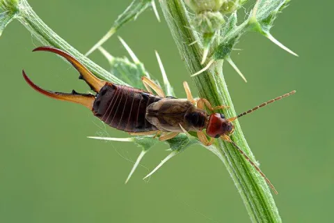 an earwig crawling on a plant