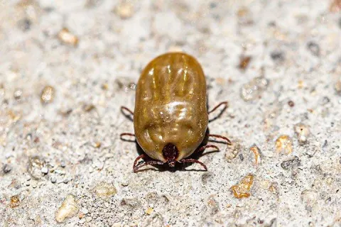 an engorged dog tick