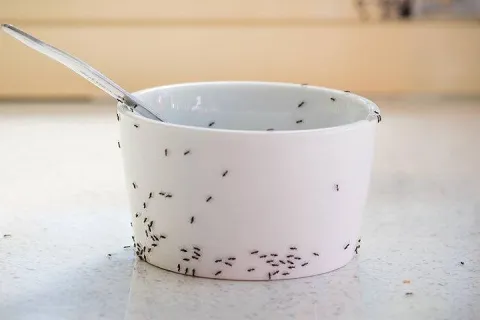 an in infestation on a kitchen cup