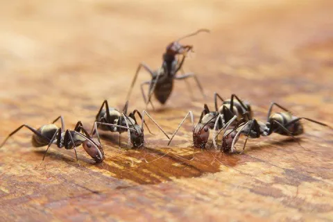 Ants