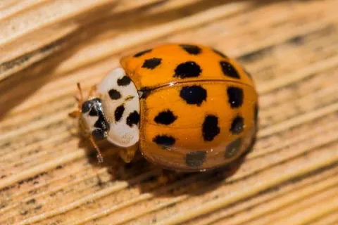 Asian Lady Beetle on leaf