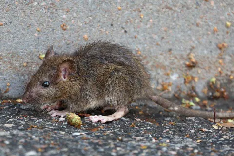 Baby rat