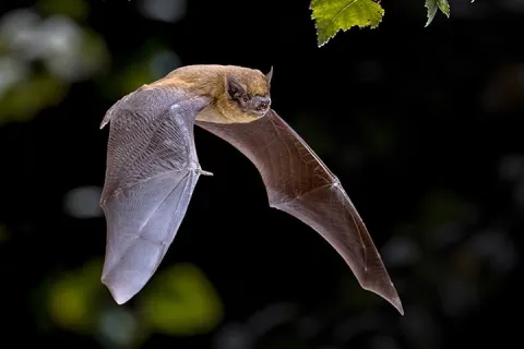 flying bat