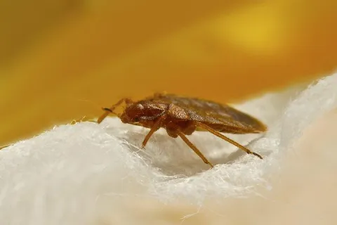 bed bug crawling on bedding