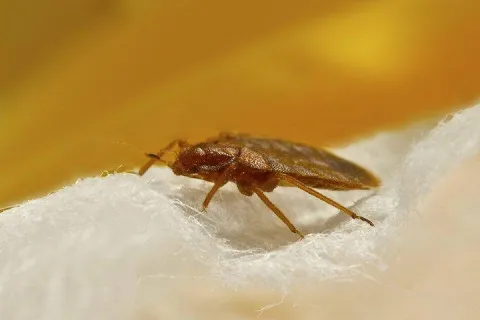 bed bug crawling on bedding