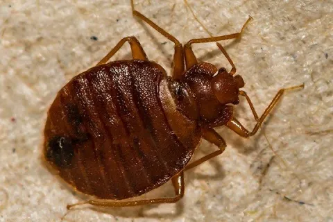 bed-bug