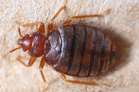 bed bug crawling