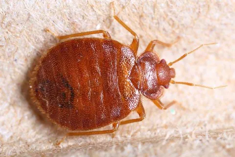 bed-bug-crawling-on-furniture-2