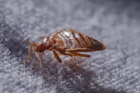bed bug on a pillow