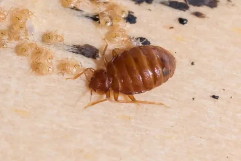 bed bug on the headboard of a bed