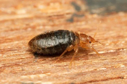 Bed Bug
