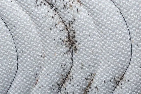 bed bug signs on a mattress