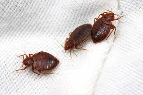 three bed bugs on a bed