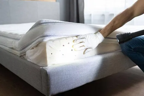 bed bugs on bed