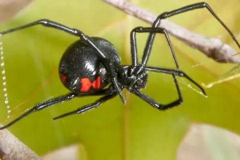 black widow in a nest