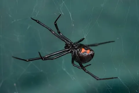 black widow spider