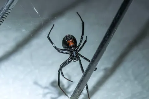 black widow spider in home