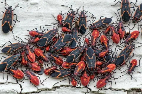 boxelder-bug-infestation-2