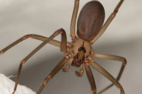 brown recluse spider