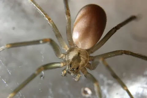 brown recluse spider in web