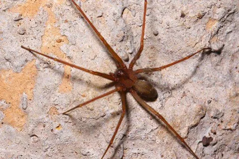 a brown recluse spider in a basement