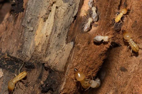 bunch-of-termites