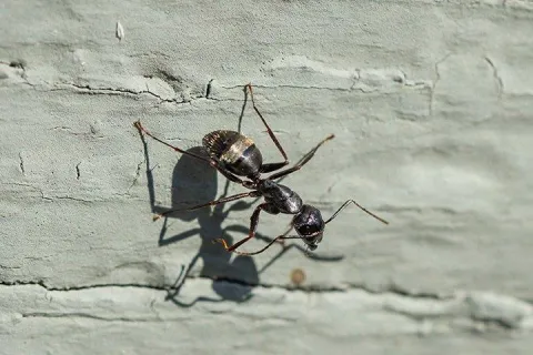 carpenter ant on foundation