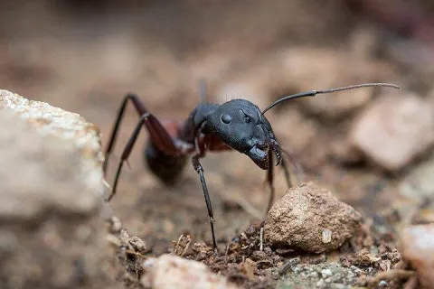 carpenter ant crawling on the ground