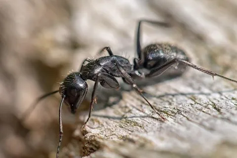 carpenter ant