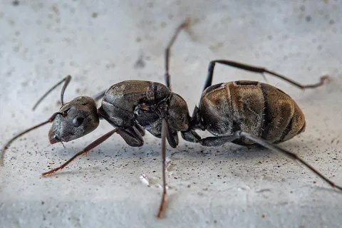 carpenter ant in a basement