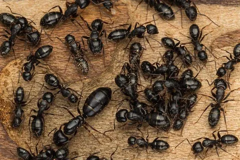 Carpenter Ants