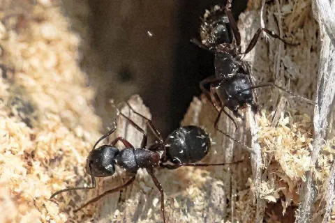 carpenter ants damaging wood