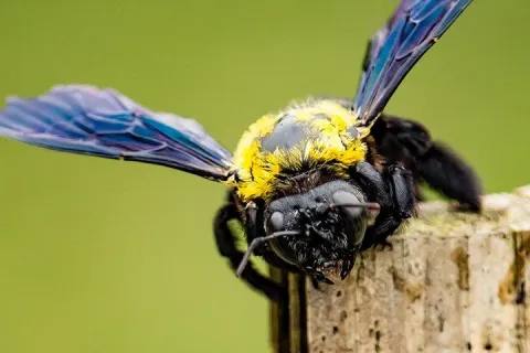 Carpenter Bees