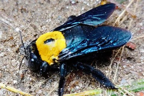 Carpenter Bee