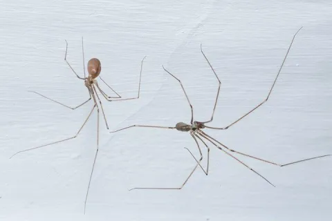 cellar spiders