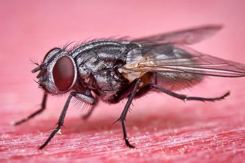 fly