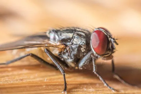 cluster fly on wood