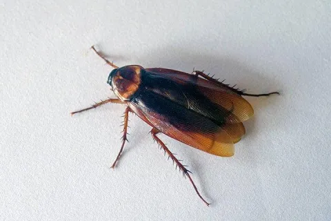 cockroach crawling across surface
