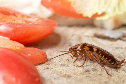 a cockroach crawling in jitchen near food