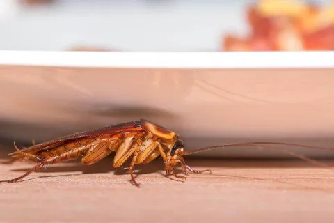 cockroach crawling across surface
