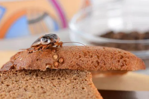 cockroach on bread