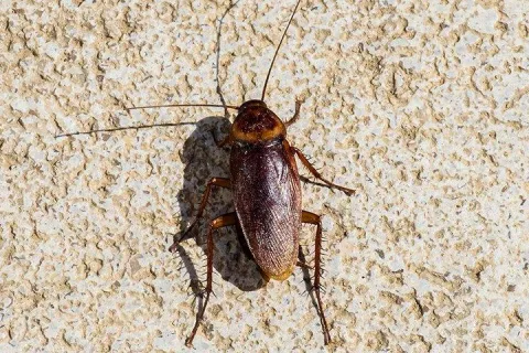 Cockroach