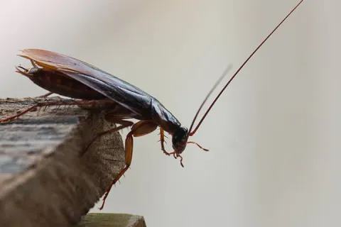 a cockroach on the corner of a table
