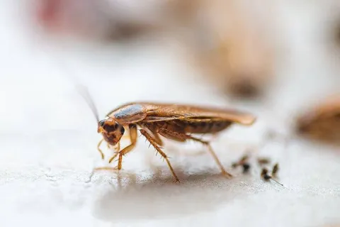 a cockroach crawling in a kitchen