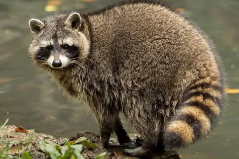 Raccoon